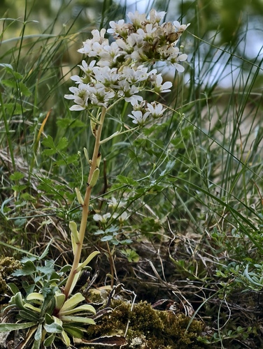 Saxifraga callosa, photograph 5