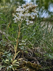Saxifraga callosa, photograph (c) fmunoz, some rights reserved (CC BY)