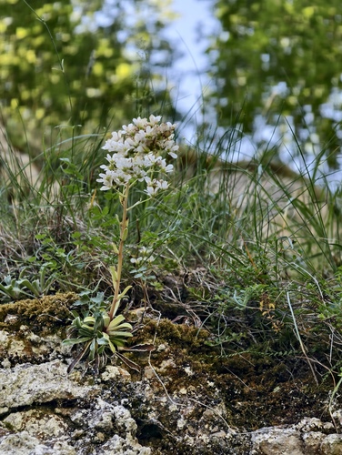 Saxifraga callosa, photograph 6