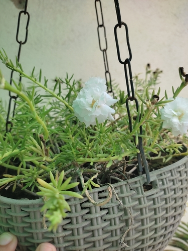 moss rose