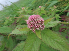 Eupatorium glehnii, photograph (c) Timur Kalininsky, some rights reserved (CC BY)