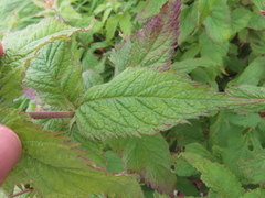 Eupatorium glehnii, photograph (c) Timur Kalininsky, some rights reserved (CC BY)