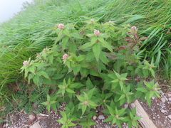 Eupatorium glehnii, photograph (c) Timur Kalininsky, some rights reserved (CC BY)