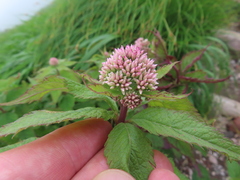 Eupatorium glehnii, photograph (c) Timur Kalininsky, some rights reserved (CC BY)