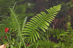 Pseudocyclosorus esquirolii