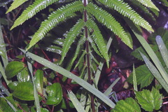 Pseudocyclosorus esquirolii