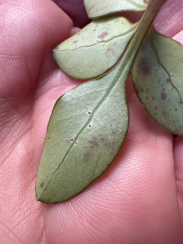Coprosma foetidissima, photograph 6