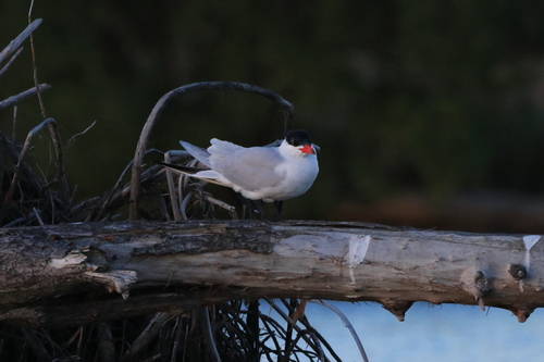 iNaturalist image