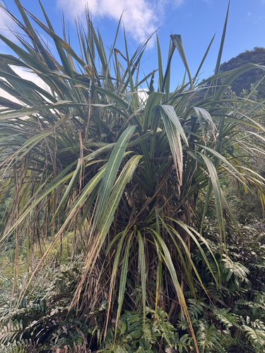 Cordyline banksii, photograph 4