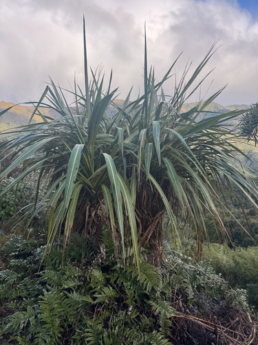 Cordyline banksii, photograph 6