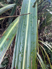 Cordyline banksii, photograph (c) Anna Burrows, some rights reserved (CC BY)