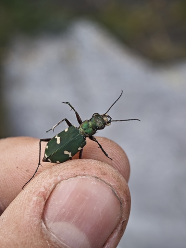 Cicindela desertorum