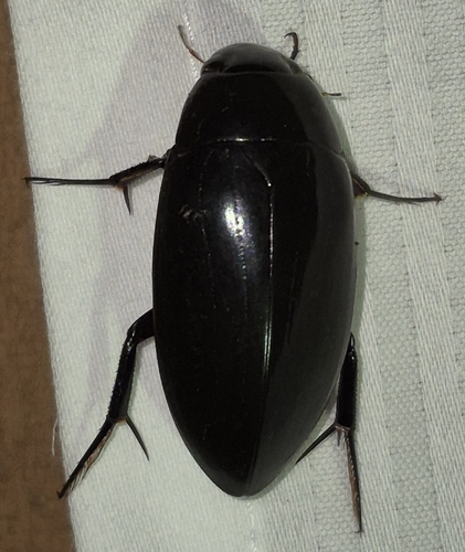 Giant Water Scavenger Beetle