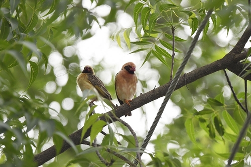 Red-billed Quelea