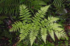 Diplazium kawakamii