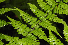 Diplazium kawakamii