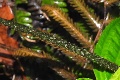 Diplazium kawakamii