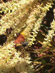 Dielis trifasciata