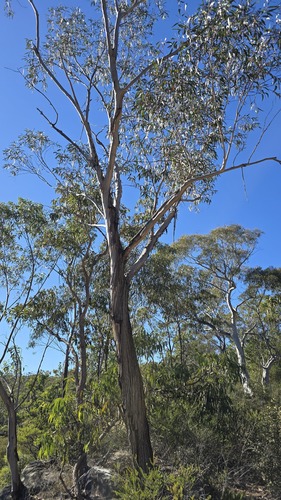 Eucalyptus sieberi, photograph 1