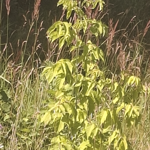 box elder