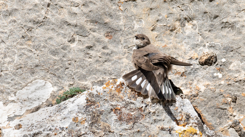 Eurasian Crag-Martin