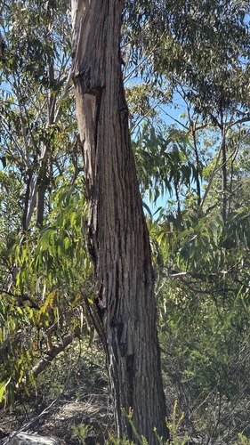 Eucalyptus sieberi, photograph 2