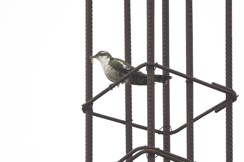 Diederik Cuckoo