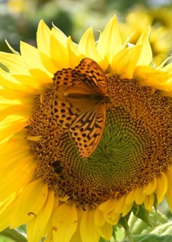 Silver-washed Fritillary