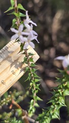 Epacris pulchella, photograph (c) Petra Holland, some rights reserved (CC BY)