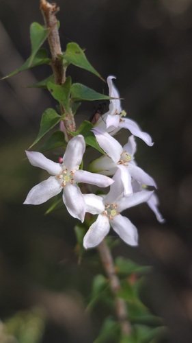 Epacris pulchella, photograph 5