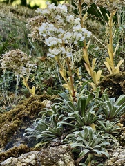 Saxifraga callosa, photograph (c) fmunoz, some rights reserved (CC BY)