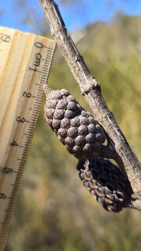 Allocasuarina distyla, photograph 6