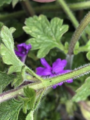 Glandularia canadensis