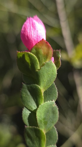 Boronia serrulata, photograph 4