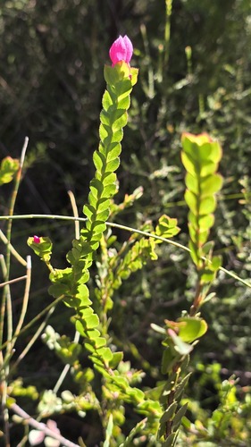 Boronia serrulata, photograph 5