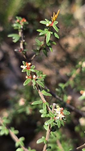 Micrantheum ericoides (Micrantheum ericoides)