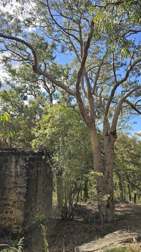 Corymbia eximia, photograph 5
