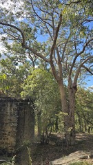 Corymbia eximia, photograph (c) Petra Holland, some rights reserved (CC BY)