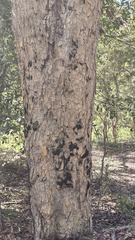 Corymbia eximia, photograph (c) Petra Holland, some rights reserved (CC BY)