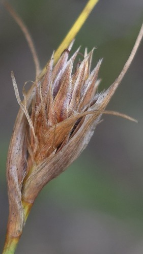 Schoenus turbinatus, 2026-07-26