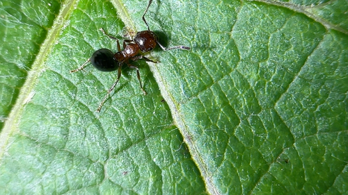 Shiny Acrobat Ant
