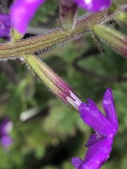 Glandularia canadensis
