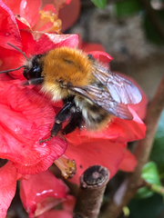 Bombus pascuorum