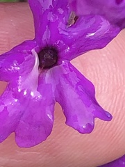 Glandularia canadensis