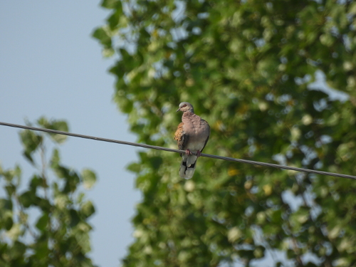 European Turtle-Dove