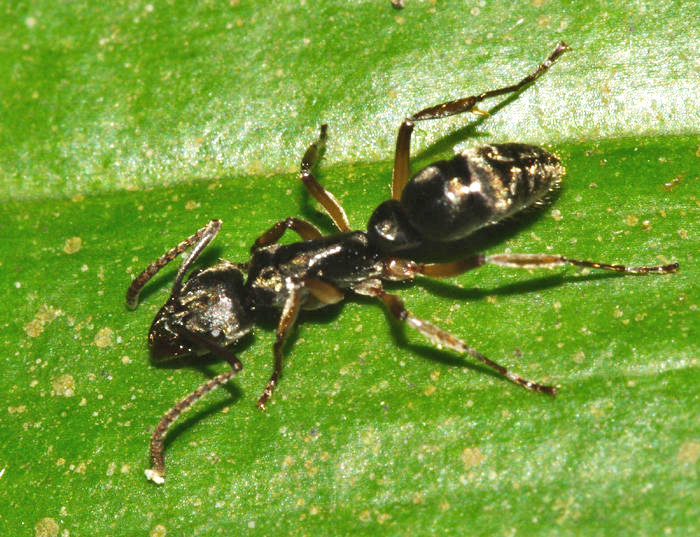 Neoponera unidentata