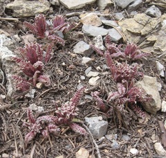 Pedicularis centranthera