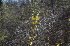 Forsythia viridissima