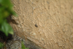 Peritelus sphaeroides