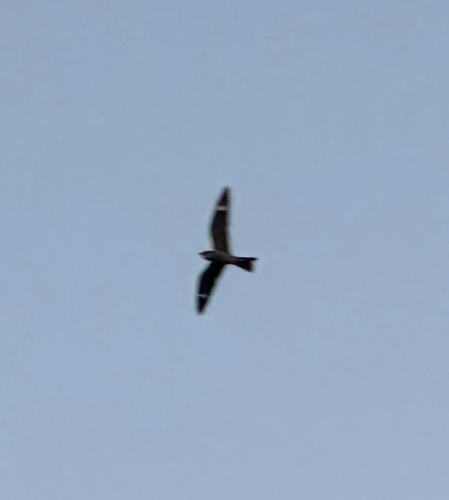 Common Nighthawk